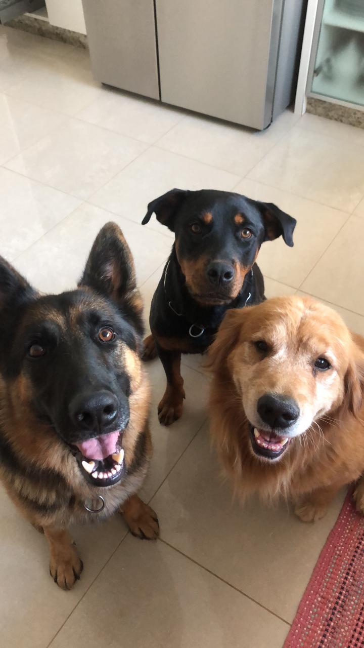 Átila, Rutty e Tobby, os três cães da família Casa PetProof, juntos