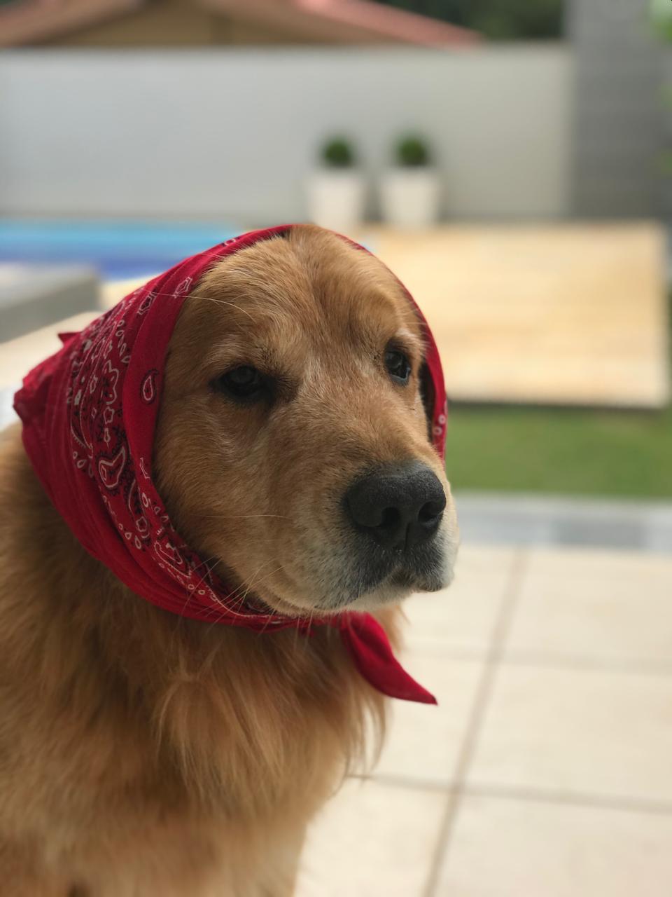 Tobby, cão amarelo da família Casa PetProof, usando um lenço vermelho