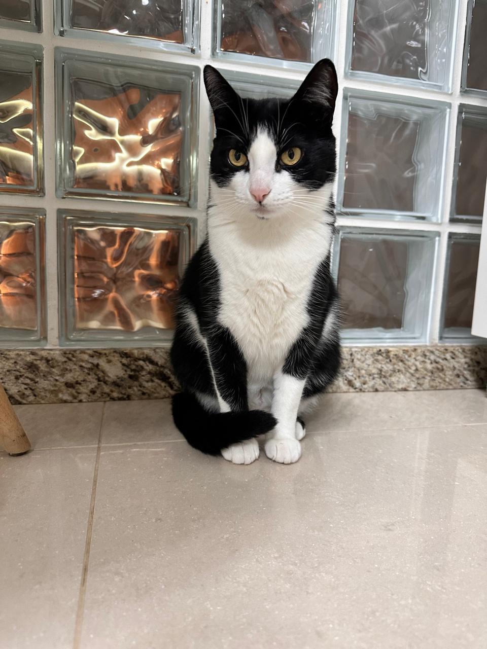 Amora, gata preta e branca da família Casa PetProof, sentada