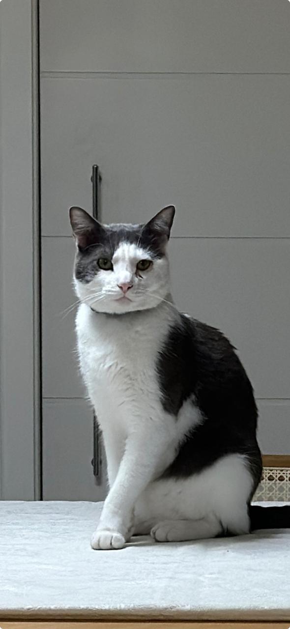 Nytro, gato branco e cinza da família Casa PetProof, sentado